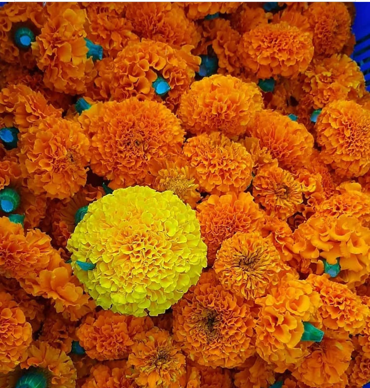Fresh Marigold 100Gm-1Kg