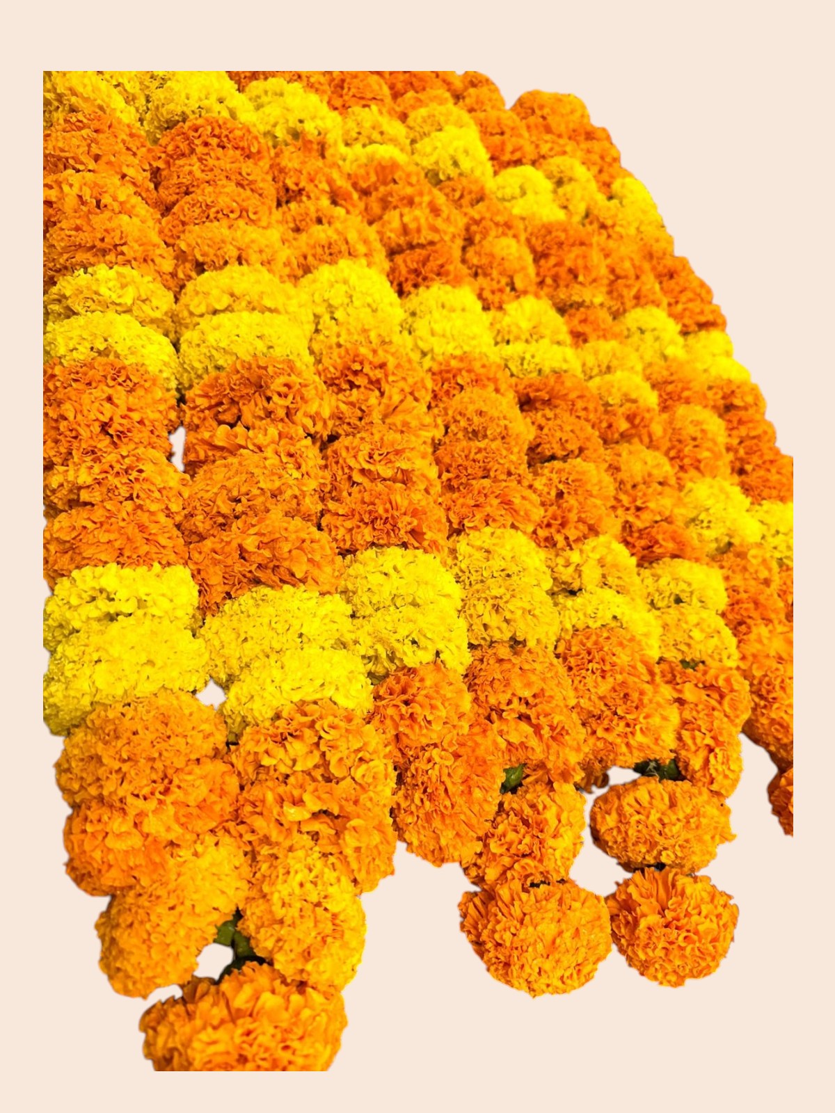 Fresh Marigold Garland (SayaPatri Mala) | Premium