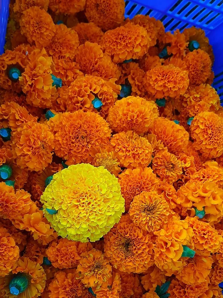 Fresh Marigold Garland (SayaPatri Mala)